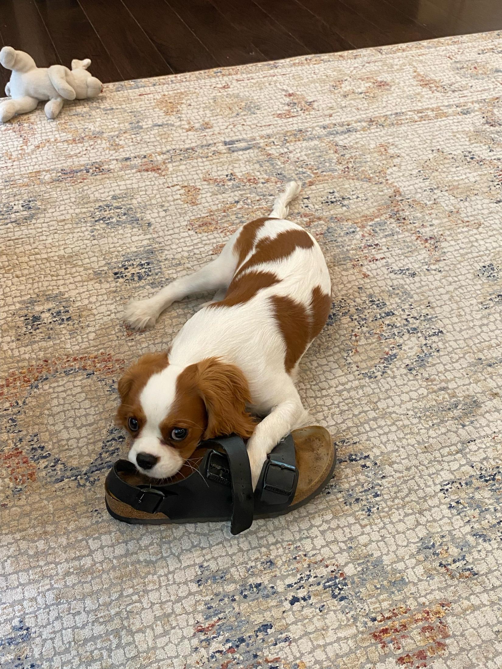 Our lab mascot and therapist