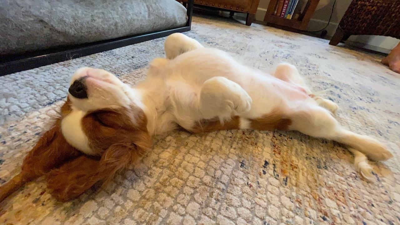 Our lab mascot and therapist