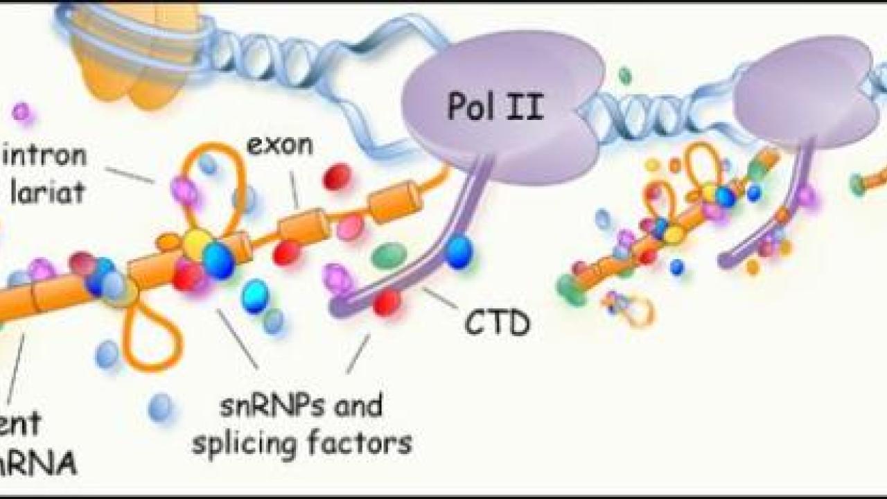 mRNA