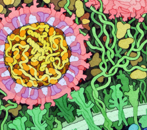 New grant to work on viral RNA transport!