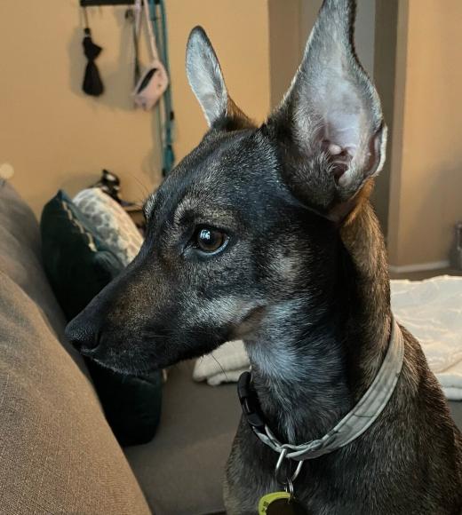 dog 