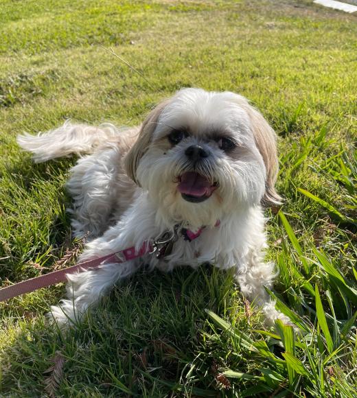 Picture of Taffy the dog. 