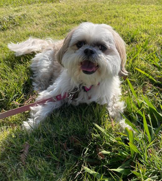 Picture of Taffy the dog. 