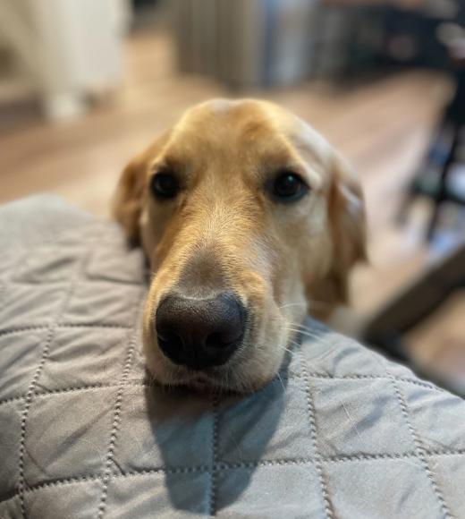 dog